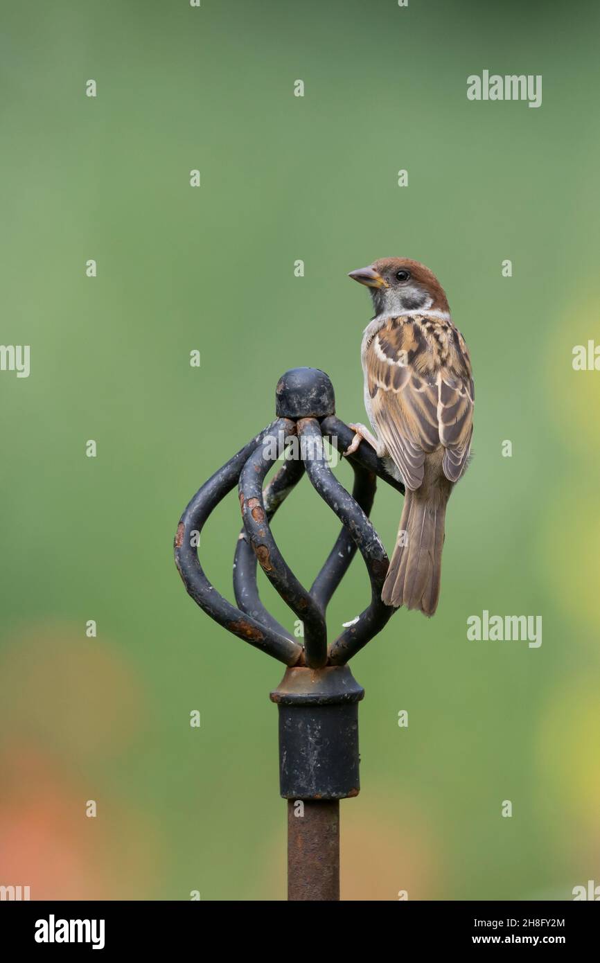 Feldspatz, auf Sitzwarte im Garten, Feld-Spatz, Feldsperling, Feld-Sperling, Spatz, Spatzen, Sperling, Passer montanus, passero d'albero, passero, sparrow Foto Stock