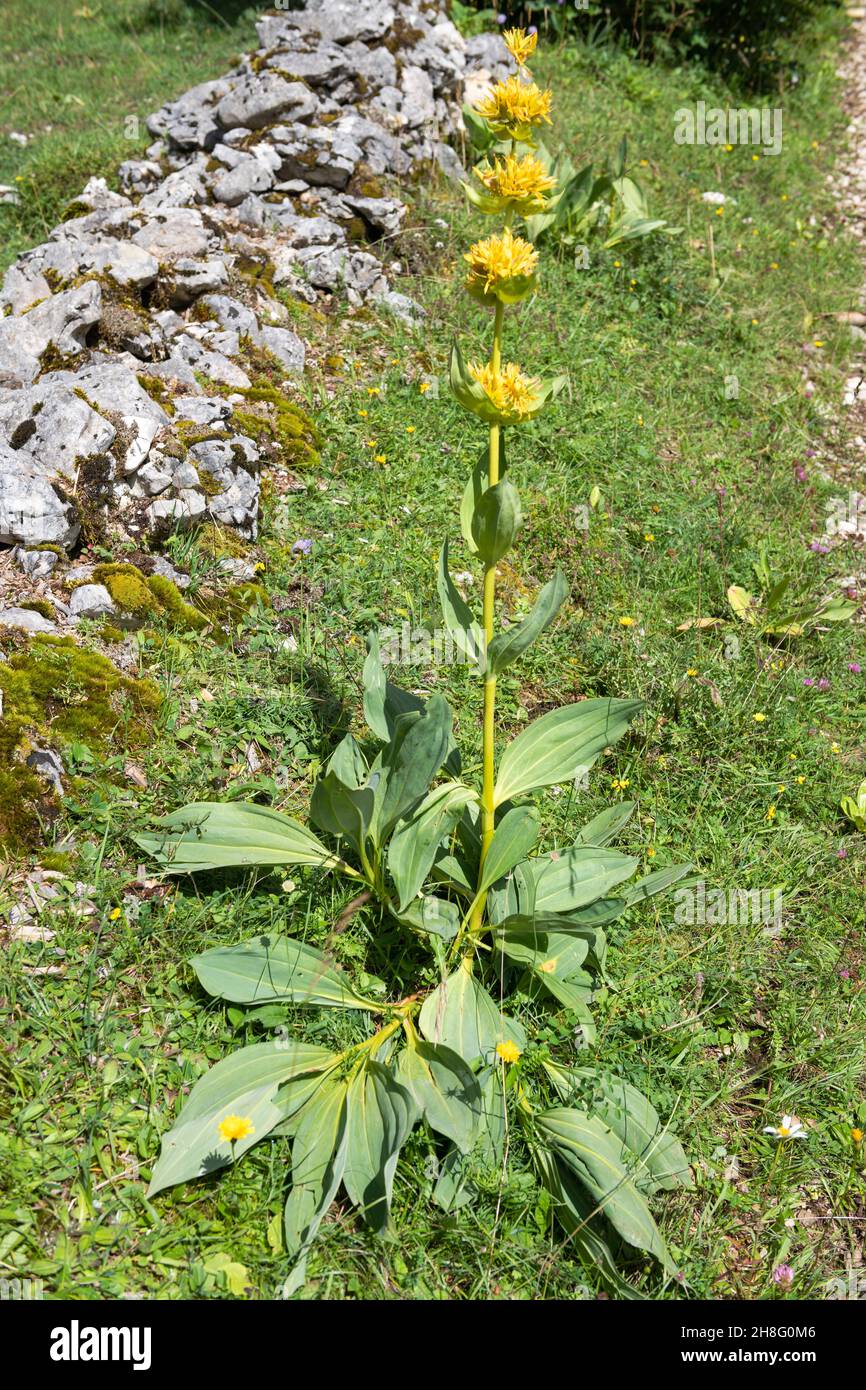 Svizzera, Suisse, Schweiz, Canton Neuchâtel, Kanton Neuenburg, Cantone di Neuchâtel, Vallée de la Brévine, fleur, Blueme, flower, Gentiane jaune Foto Stock
