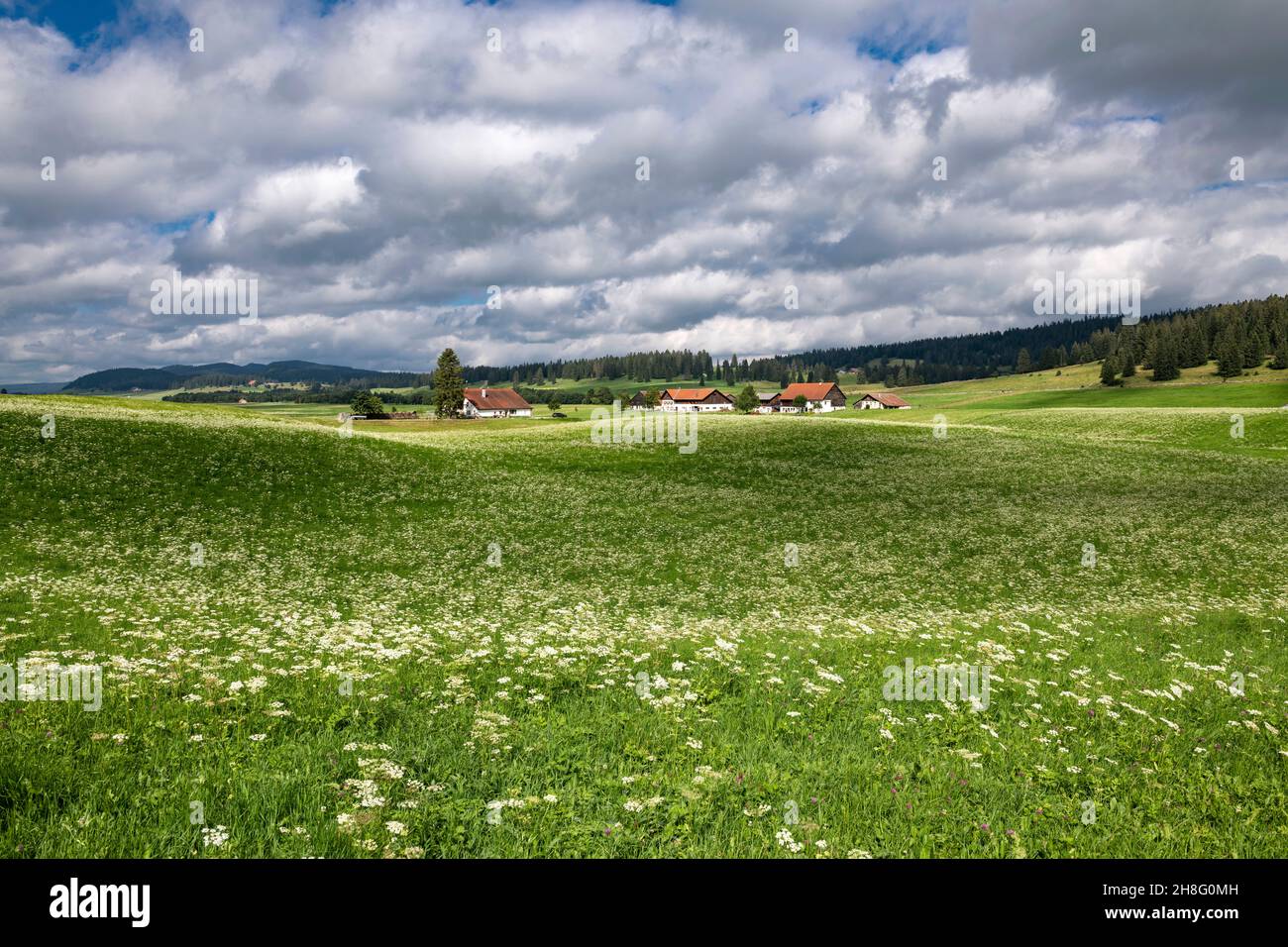 Svizzera, Suisse, Schweiz, Canton Neuchâtel, Kanton Neuenburg, Cantone di Neuchâtel, Vallée de la Brévine, pré, Wiese, campo, prateria, prato, Foto Stock