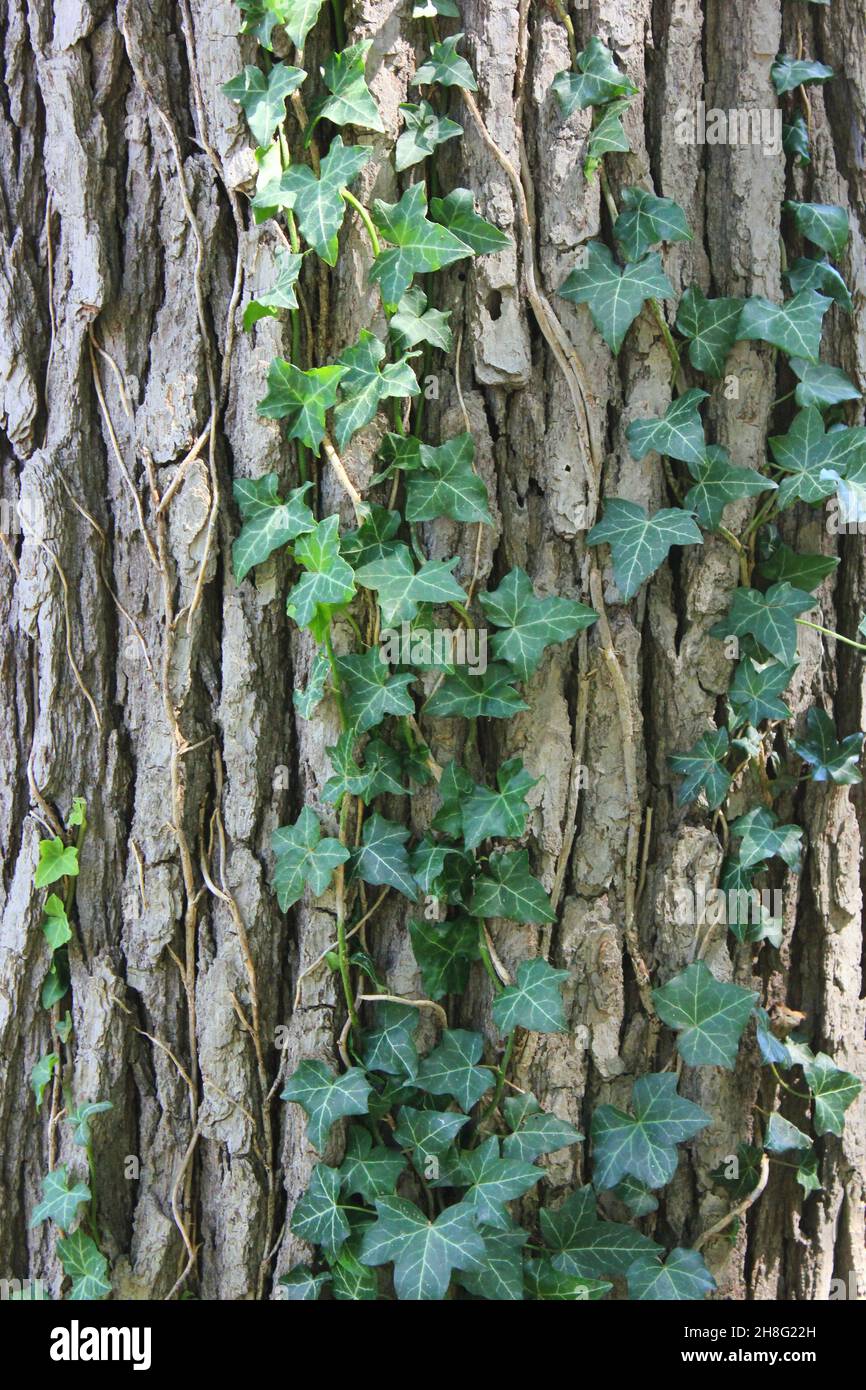 Vite verde edera che cresce su un tronco d'albero nel luminoso sole estivo. Foto Stock