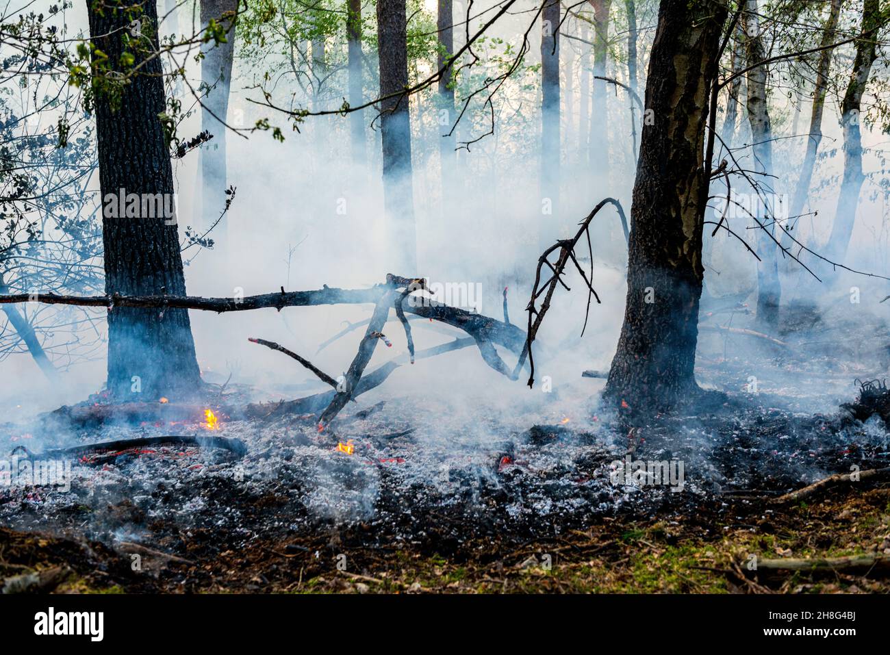 Tilburg - Moergestel, Paesi Bassi. A causa dei cambiamenti climatici che causano un'enorme bozza, gli incendi incontrollabili delle foreste si verificano sempre più spesso, specialmente nelle aree vulnerabili Foto Stock