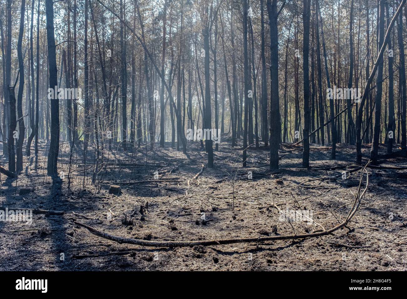 Tilburg - Moergestel, Paesi Bassi. A causa del cambiamento climatico che ha causato un enorme tiraggio, incendi incontrollabili di fortino si verificano sempre più frequentemente, soprattutto nelle aree vulnerabili. Foto Stock