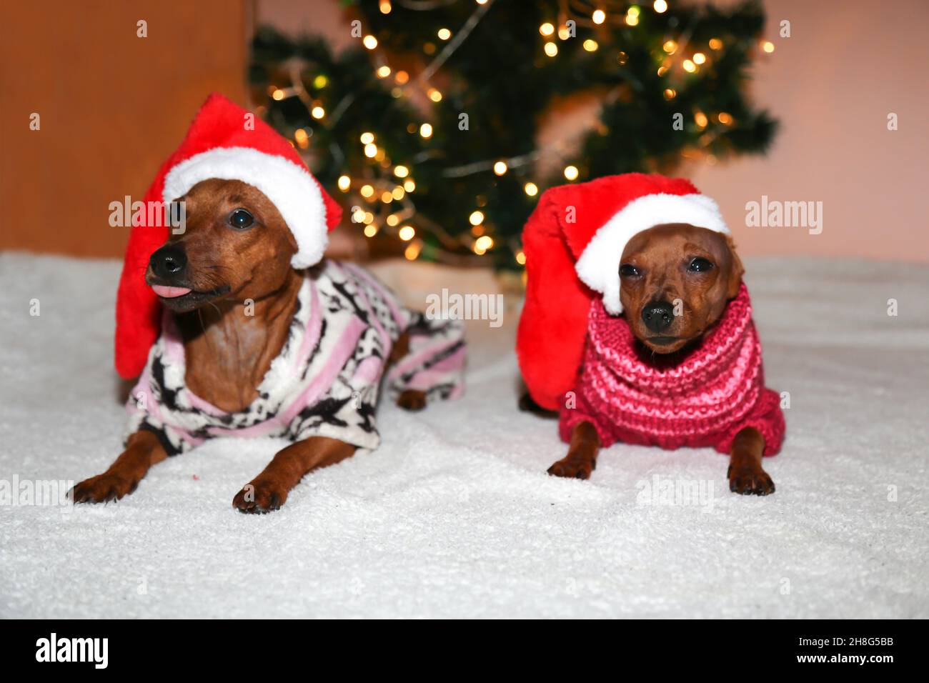 Due cani piccoli in cappelli di Santa sono sdraiati sullo sfondo di un albero di Natale. Cani di Babbo Natale. Foto Stock