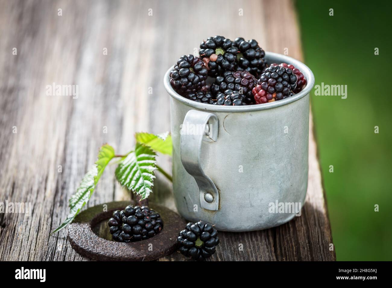 More sane direttamente dal giardino. Frutta piena di vitamine. Frutta piccola e scura. Foto Stock
