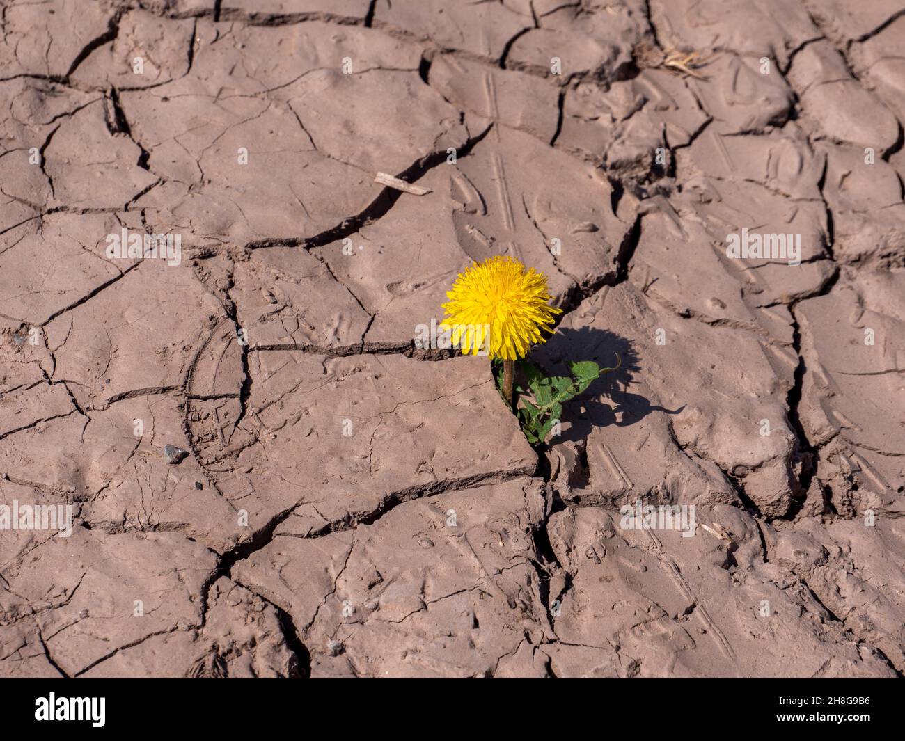 I dente di leoni crescono da un suolo asciutto Foto Stock