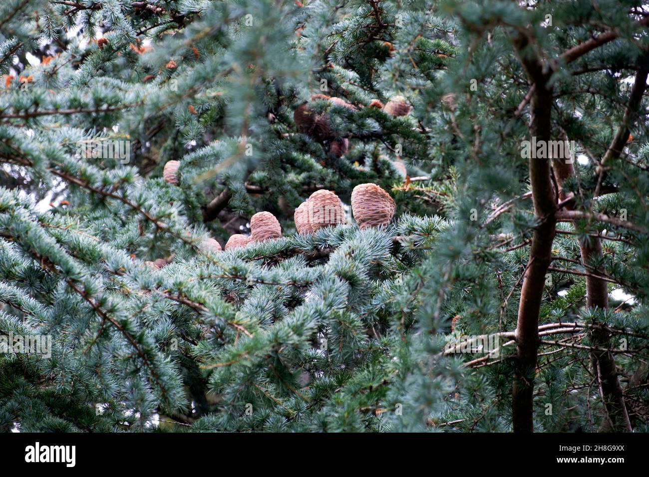 Coni di pino annidati nei rami di un albero di cedro Atlantica Atlantica Cedro Atlantico Cedro in Kew Gardens Surrey Londra Inghilterra Gran Bretagna 2021 Foto Stock