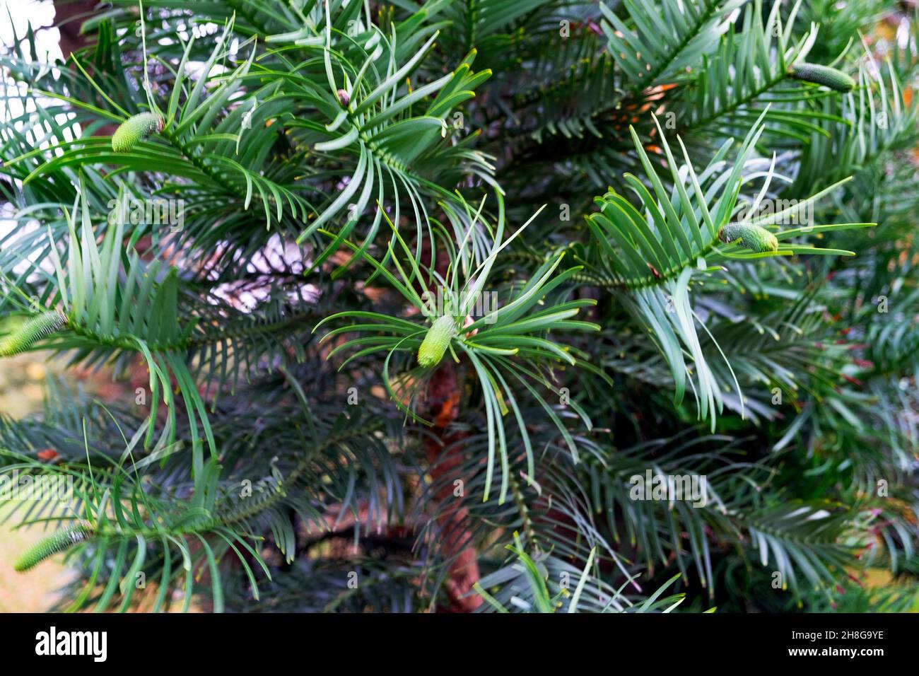 Primo piano vista di rami di pino di Wollemi e semi di coni verdi che crescono in Kew Gardens Surrey London Inghilterra Gran Bretagna Novembre 2021 KATHY DEWITT Foto Stock