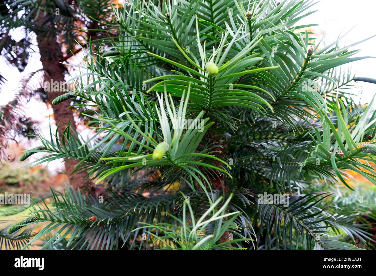 Primo piano vista di rami di pino di Wollemi e semi di coni verdi che crescono in Kew Gardens Surrey London Inghilterra Gran Bretagna Novembre 2021 KATHY DEWITT Foto Stock