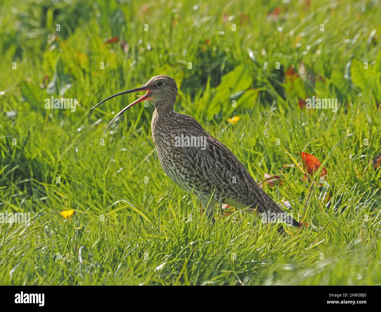 Curlew eurasiatico (Numenius arquata) con piumaggio striato che richiama in erba verde densa con le farfalle - Mainland, Orkney, Scozia, Regno Unito Foto Stock