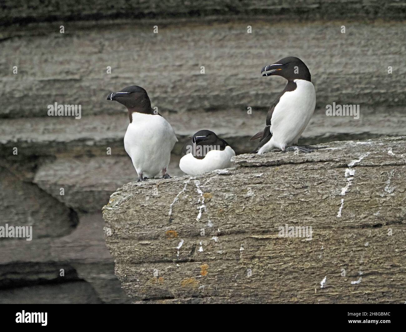 3 Razorbils o auk minore (Alca torda) con piumaggio bianco nero e notevole disegno di legge squabbling su scogliera Ledge - Mainland Orkney, Scozia, Regno Unito Foto Stock