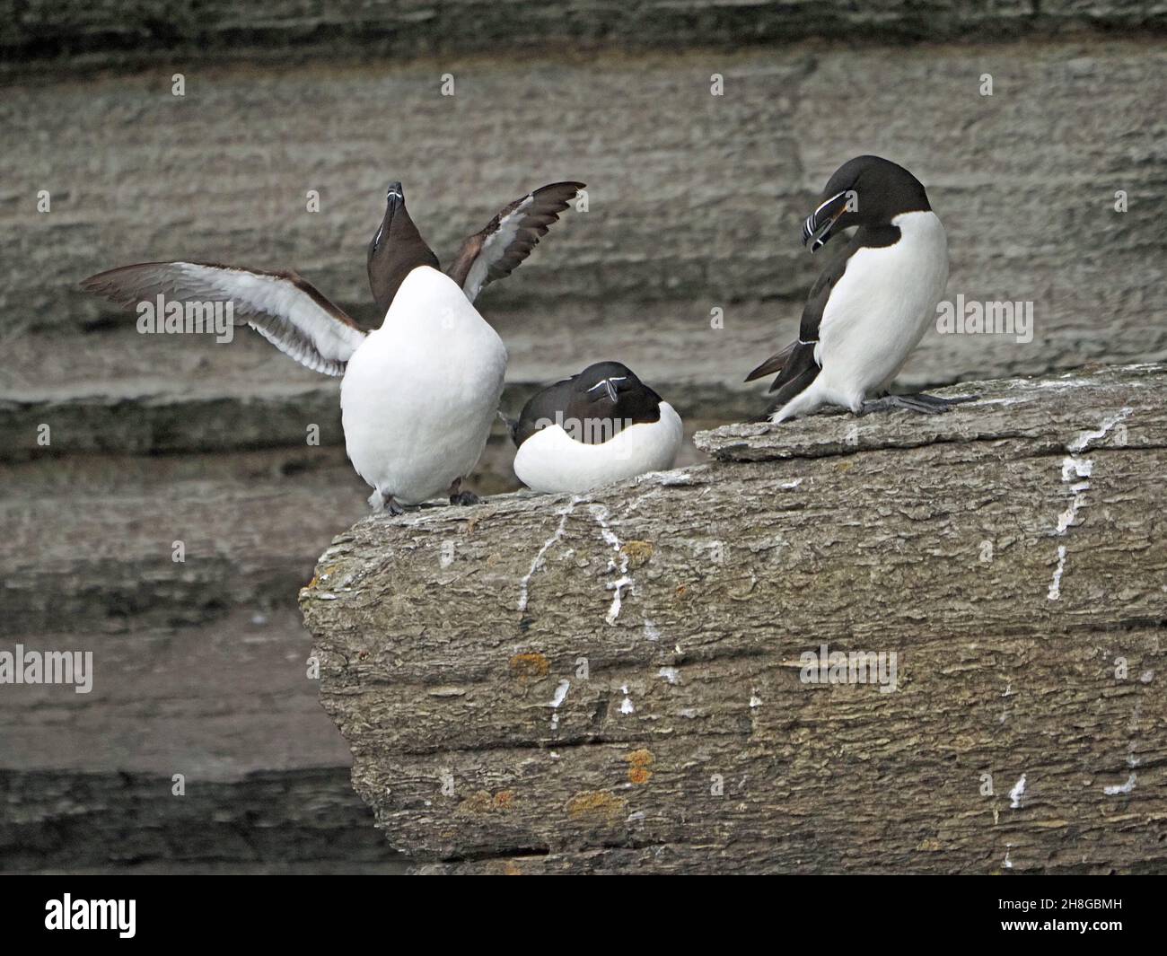 3 Razorbils o meno auk (Alca torda) - una mostra - con piumaggio bianco nero e disegno di legge sulla scogliera Ledge - Mainland Orkney, Scozia, Regno Unito Foto Stock