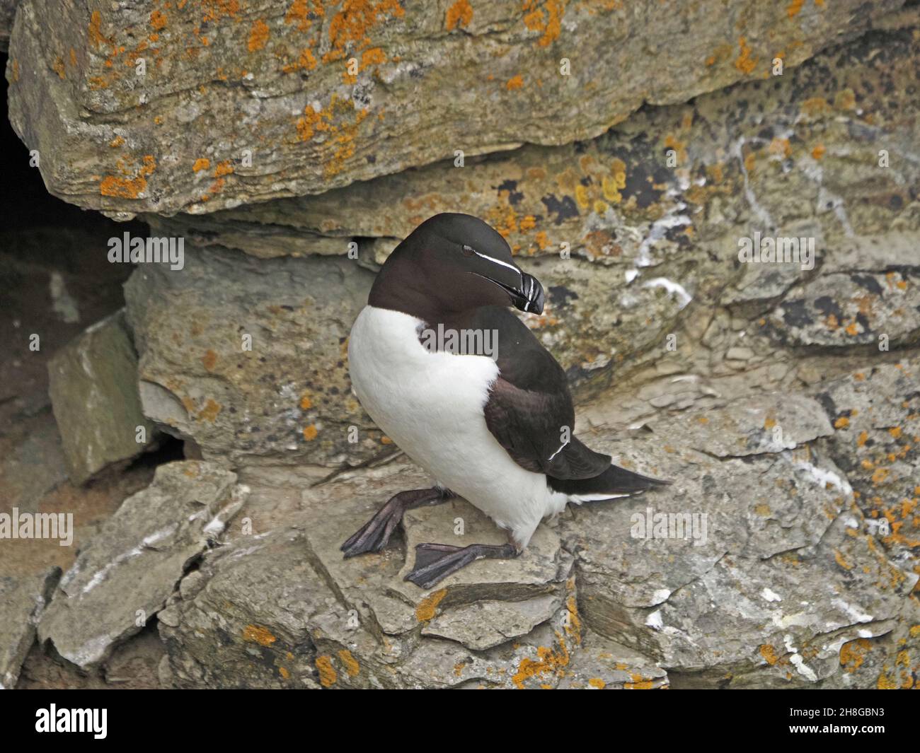 Singola Razorball o meno auk (Alca torda) con piumaggio bianco nero e notevole disegno di legge sulla scogliera - Mainland Orkney, Scozia, UK Foto Stock