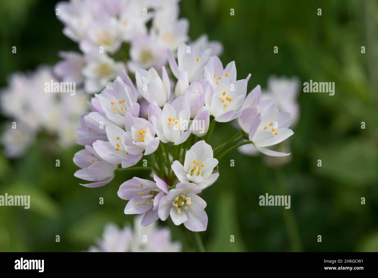 Aglio fiorito rosato immagini e fotografie stock ad alta risoluzione - Alamy
