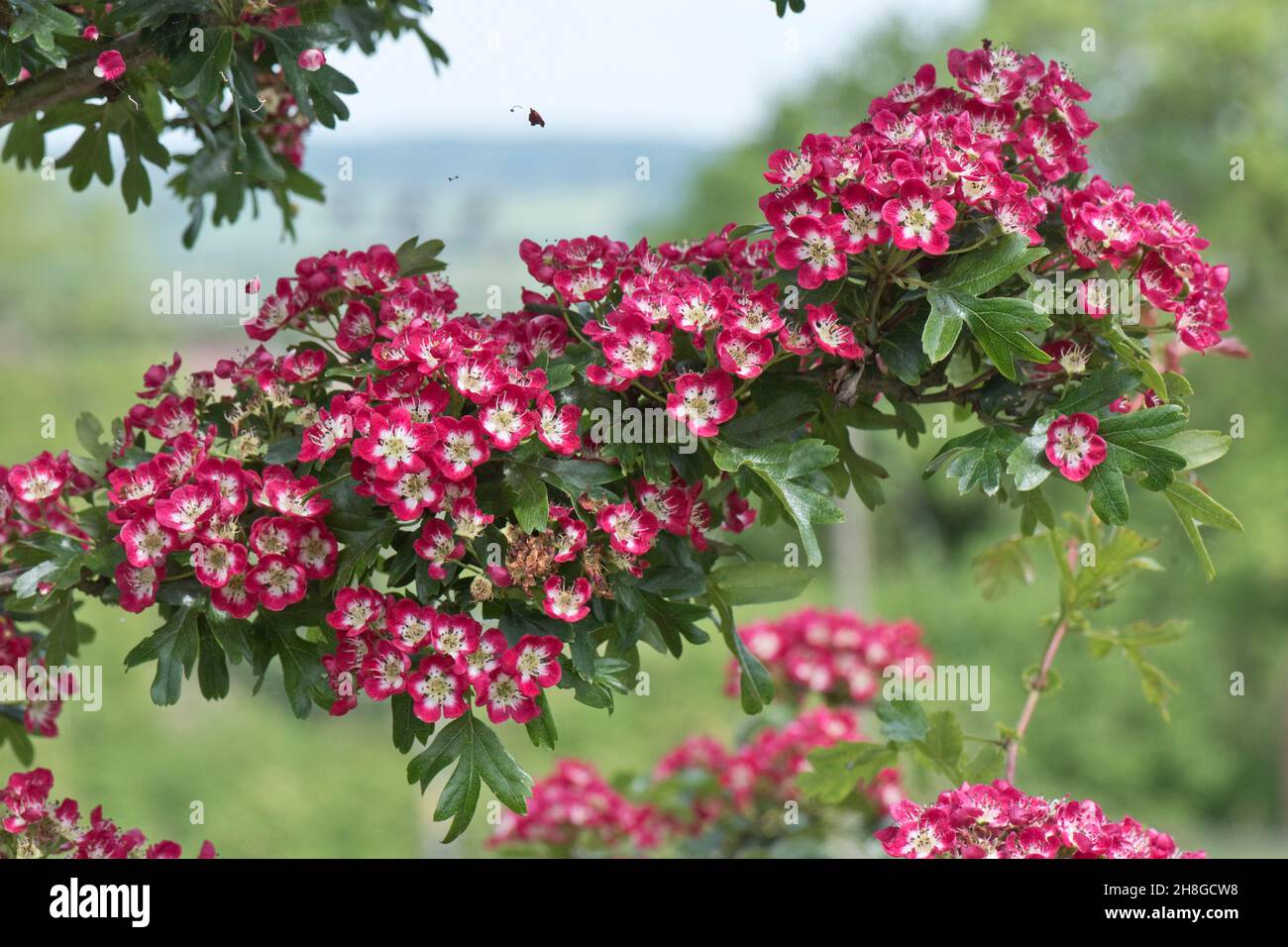 Fiore rosso e bianco su un falco ornamentale o può fiorire Crataegus laevigata 'Crimson Cloud', Berkshire, maggio Foto Stock