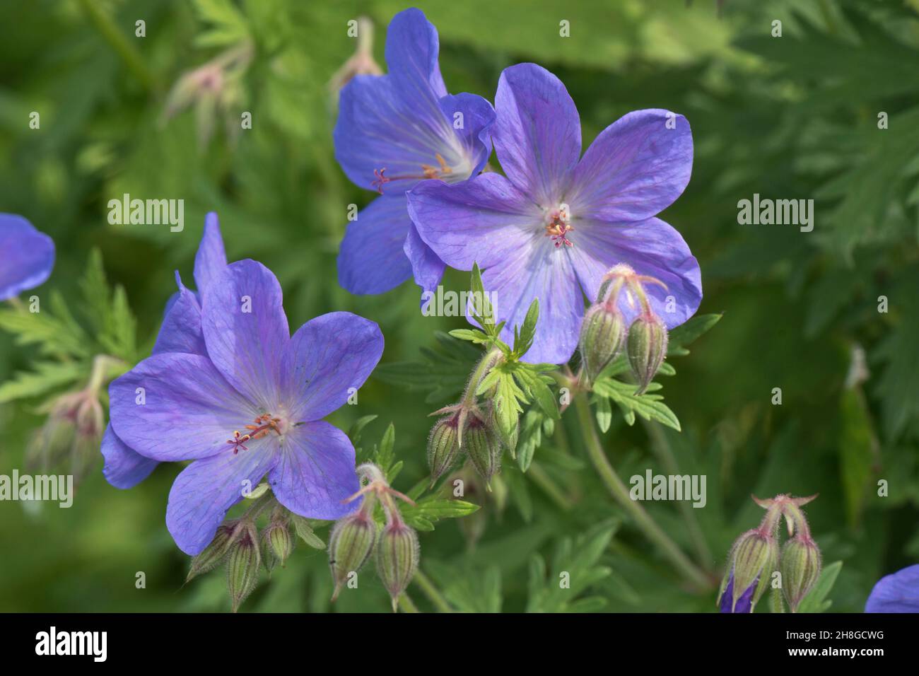 Geranio 'Johnson's Blue' (Geranium x johnsonii) fiori blu e profondamente tagliato, foglie sezionate su una pianta giardino perenne, Berkshire, giugno Foto Stock