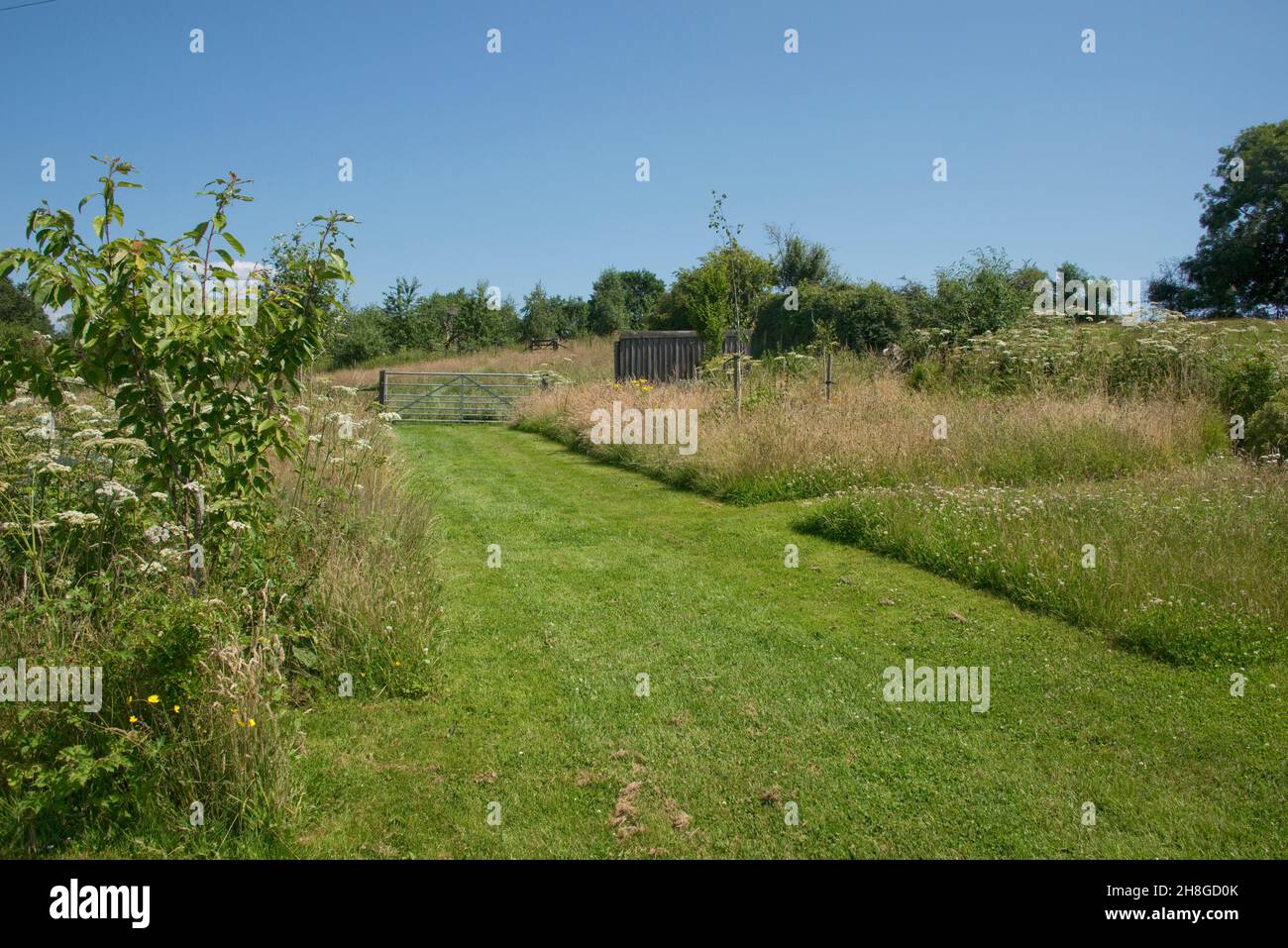 Giardino con sentieri tra blocchi di erba lunga piantata con fiori selvatici e piccoli alberi per incoraggiare la fauna selvatica e impollinatori, Berkshire, luglio Foto Stock
