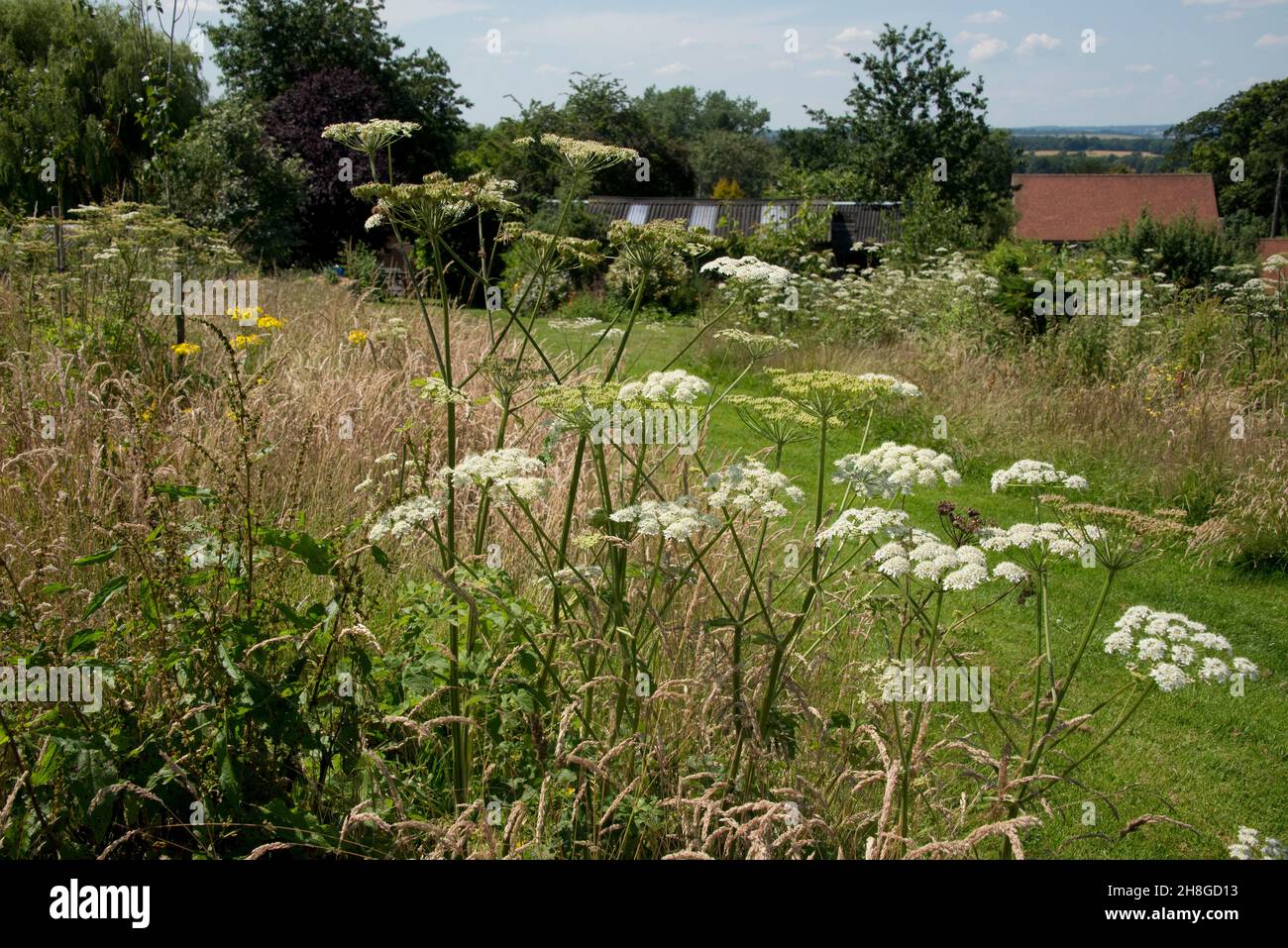 Giardino selvatico con percorsi di falda tra blocchi di erba lunga piantata con fiori selvatici e piccoli alberi per incoraggiare la fauna selvatica e impollinatori, Berkshire, Foto Stock