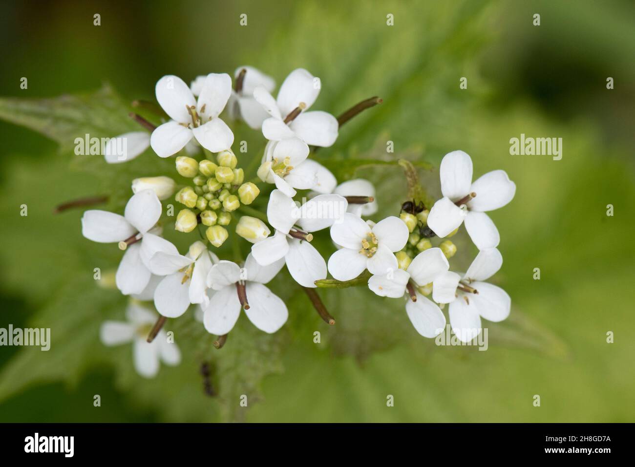 Senape d'aglio o jack-by-the-hedge (Alliaria petiolata) bianco fioritura erbacea biennale, Berkshire, maggio Foto Stock