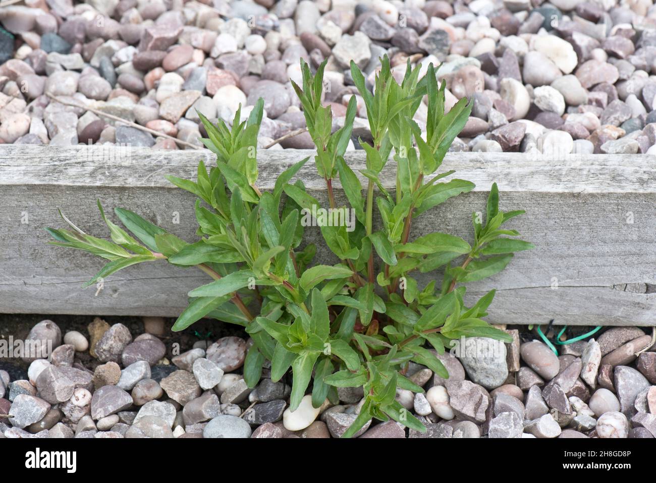 Pianta di maturazione in wilowerb a foglia larga (Epilobium montanum). Erbacce che crescono attraverso ghiaia giardino, Berkshire, maggio Foto Stock