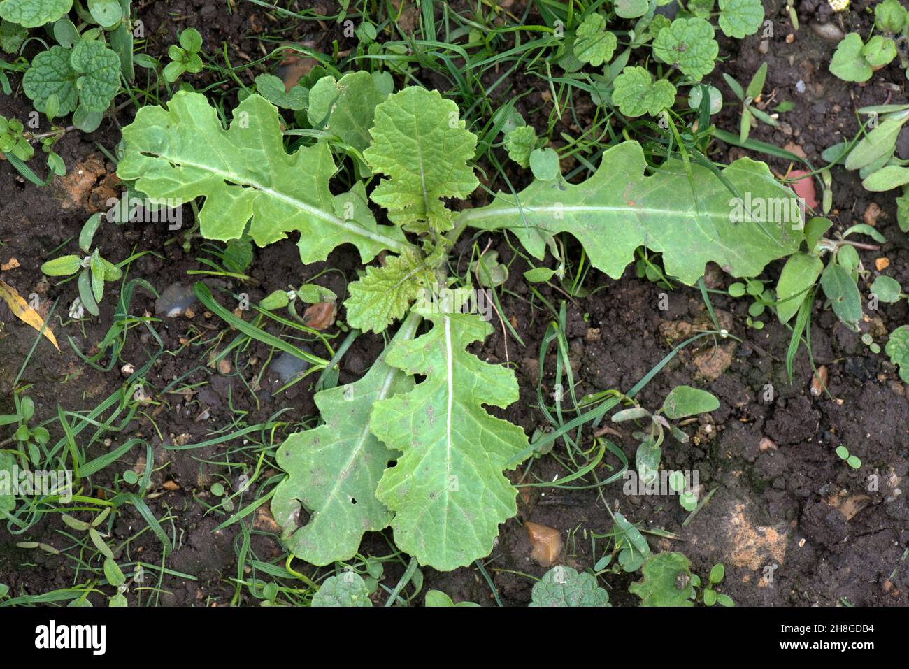 Rosetta di foglie vere di un carlock (Sinapis arvensis) semina erbaccia di giardino e seminativi terra, Berkshire, maggio Foto Stock