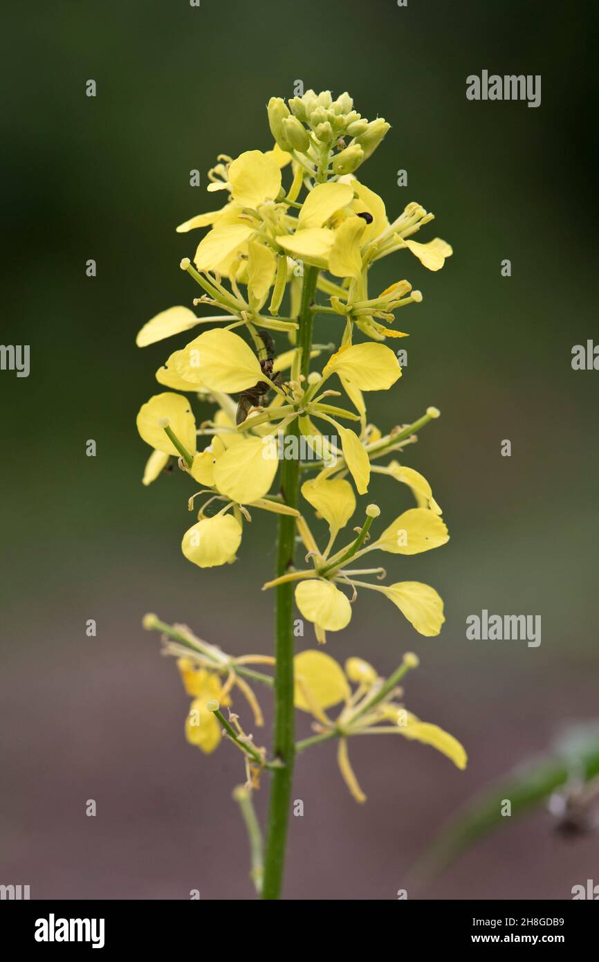 Racema di fiori gialli di carlock (Sinapis arvensis) con quattro petali e sepali di diffusione, un'erbaccia arabile annuale, Berkshire, giugno Foto Stock
