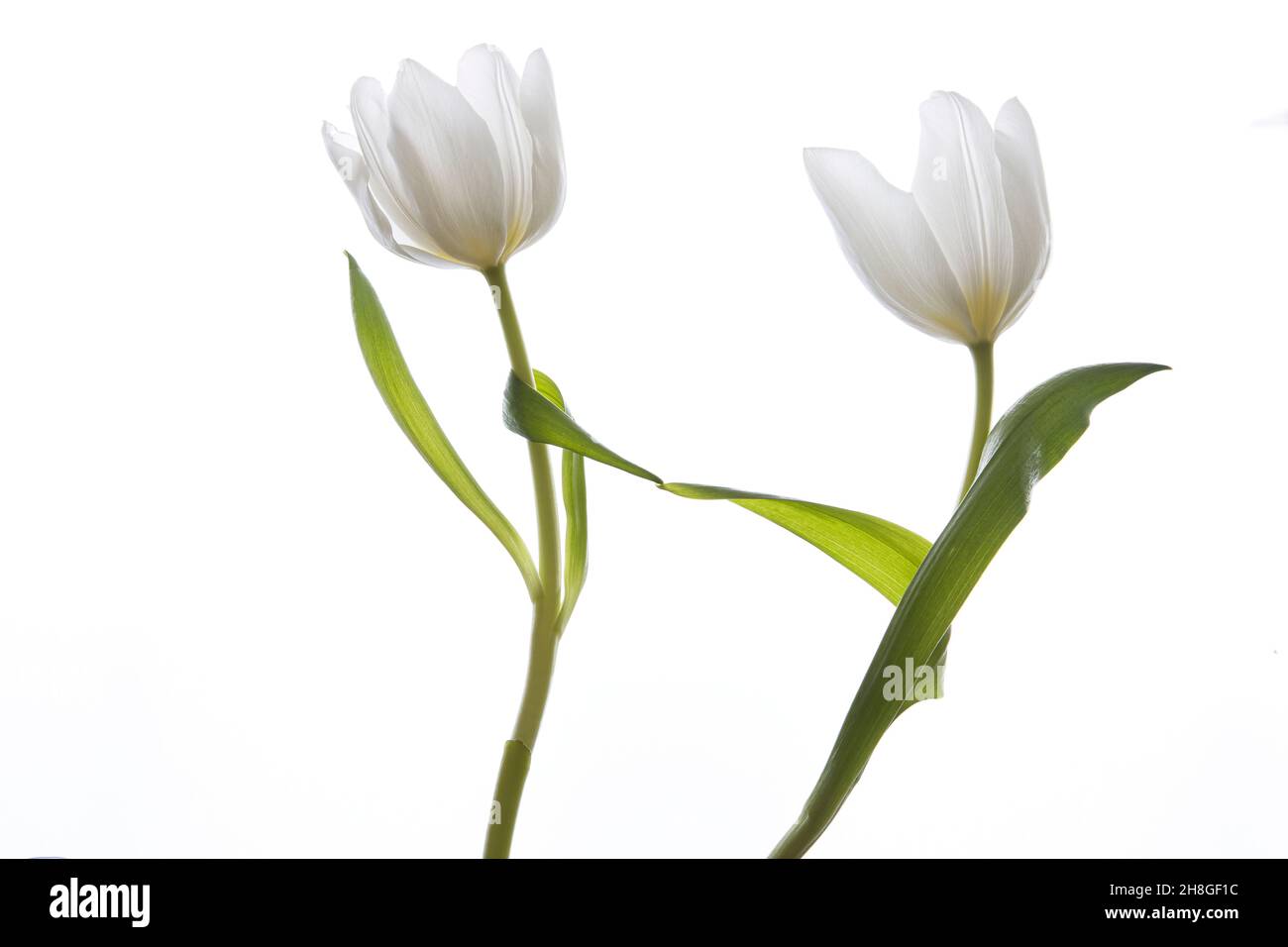 Tulipani bianchi che si allungano Foto Stock