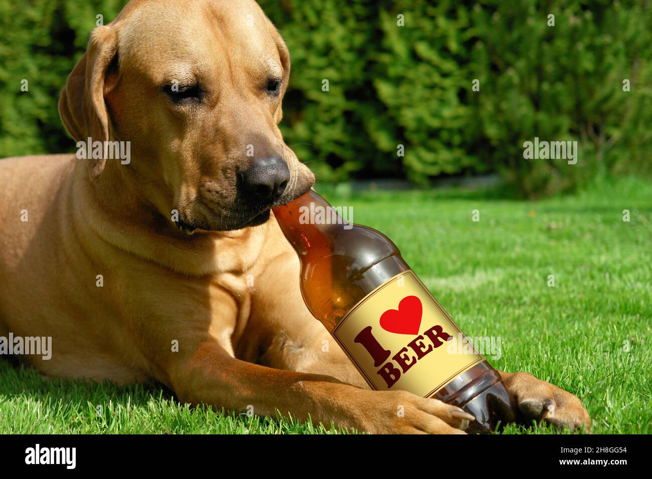Tosa inu carino cucciolo adagiato sull'erba e bere birra Foto Stock