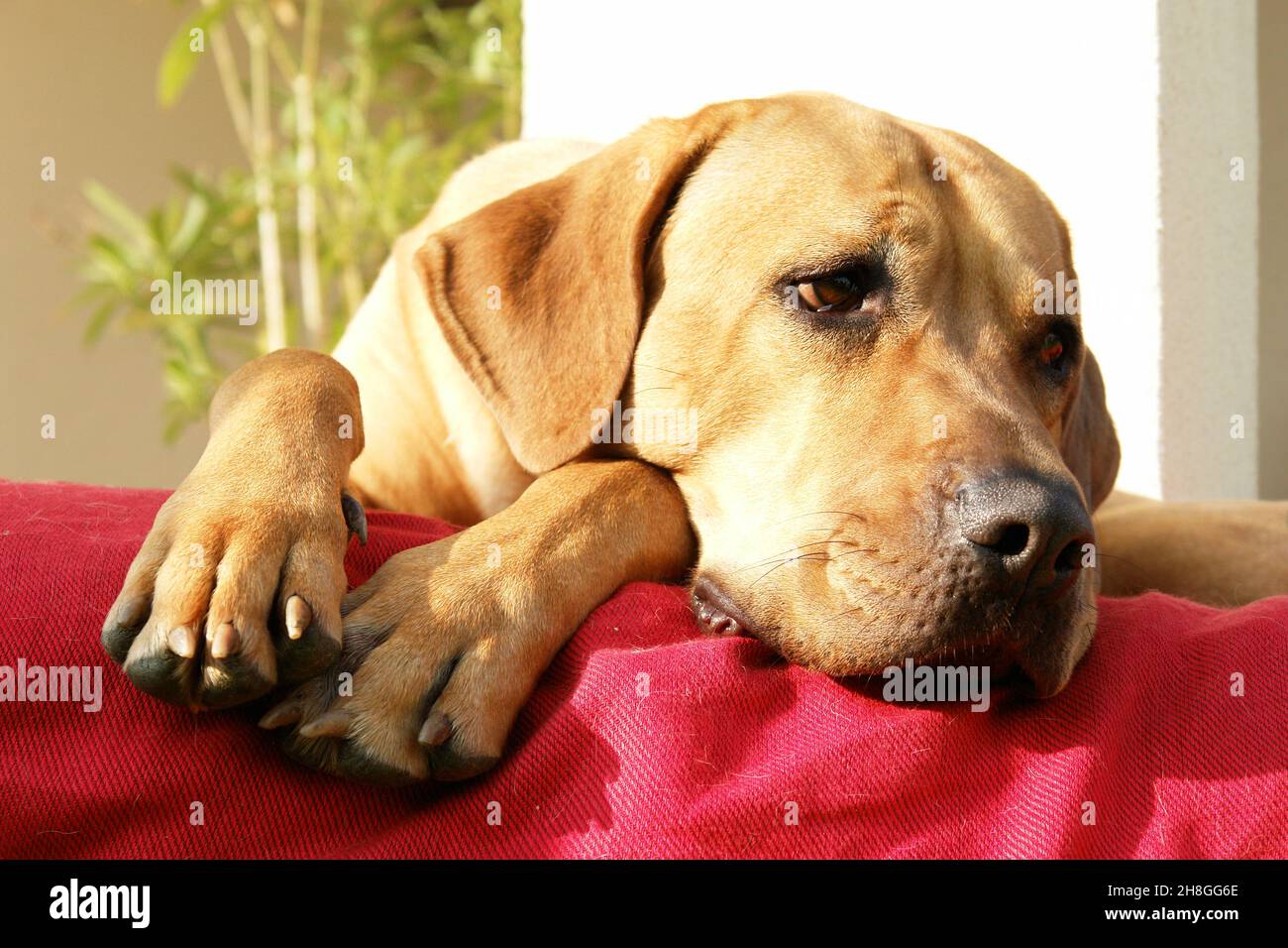 Adorabile cucciolo Tosa Inu Foto Stock