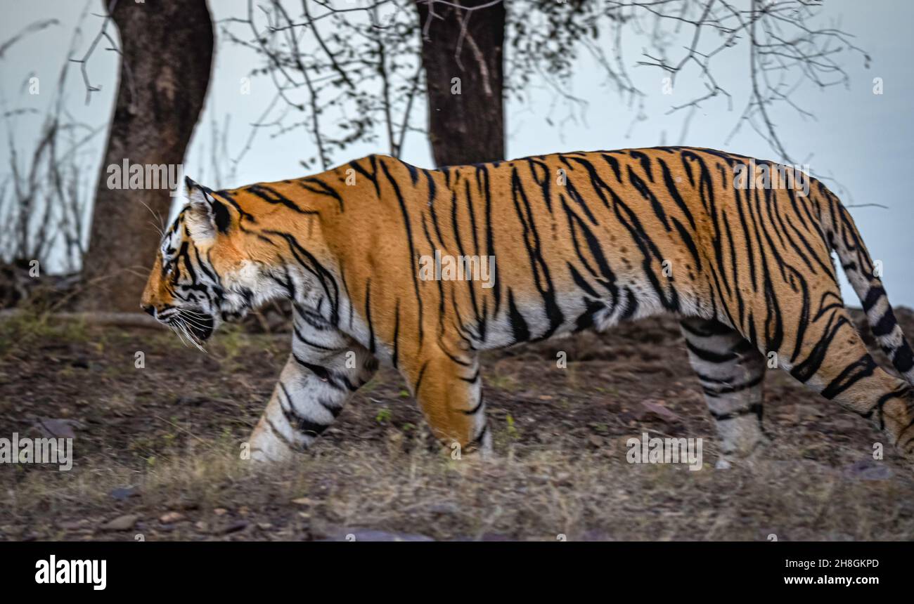 Tiger a piedi Foto Stock