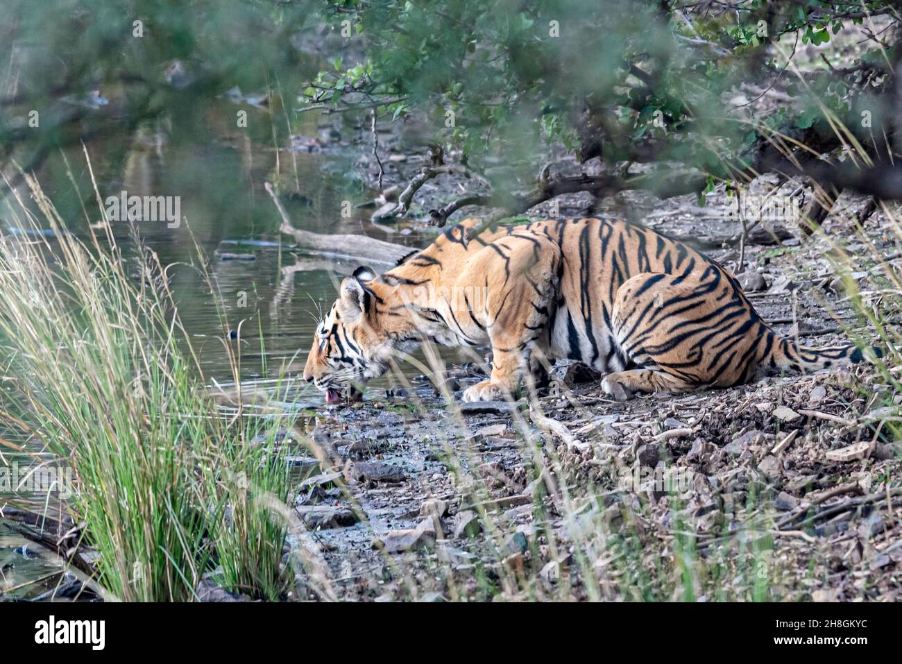 Assetata tigre acqua potabile da un lago nella foresta di Ranthambore Foto Stock
