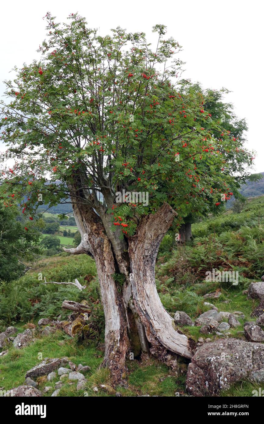 Rowan Tree (Sorbus aucuparia) che cresce attraverso i resti di un lungo defunto di Ash tree stump, Lake District, Cumbria, Regno Unito Foto Stock