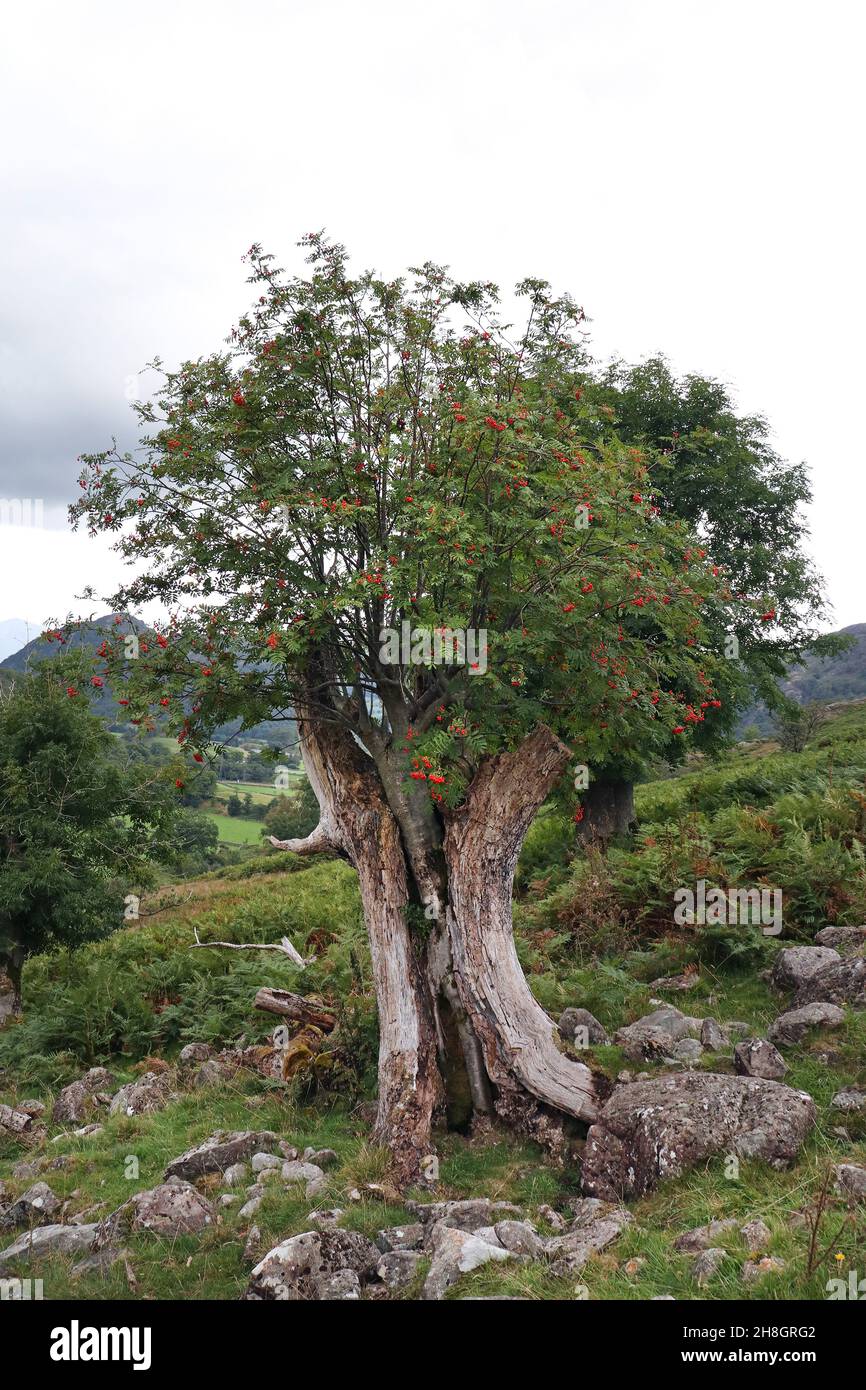 Rowan Tree (Sorbus aucuparia) che cresce attraverso i resti di un lungo defunto di Ash tree stump, Lake District, Cumbria, Regno Unito Foto Stock