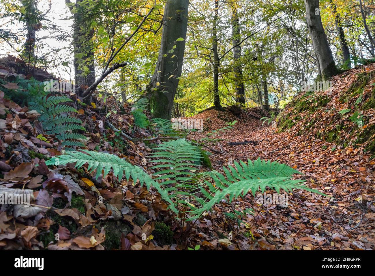 Sunken Woodland Path in autunno, Deepdale, Teesdale, County Durham, Regno Unito Foto Stock