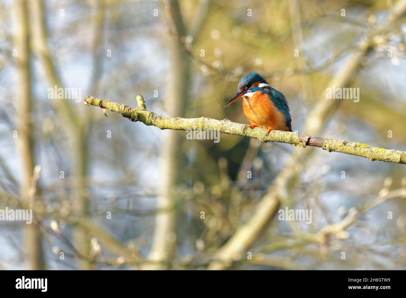 Kingfisher arroccato su un ramo a caccia di cibo. Foto Stock