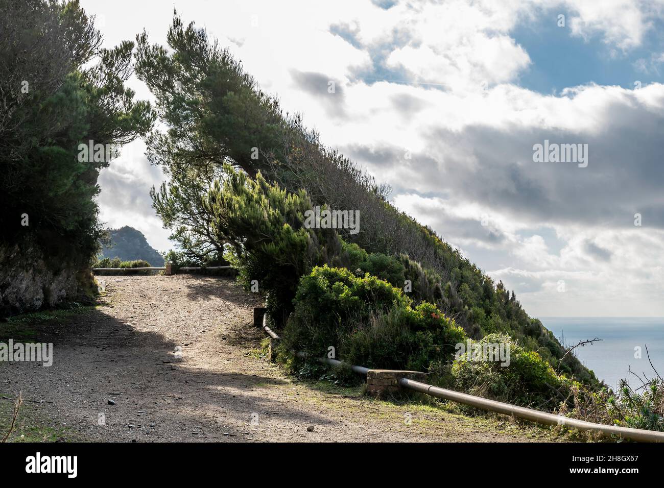 Vegetazione modellata dai venti sull'isola di Gorgona, Livorno, Italia Foto Stock