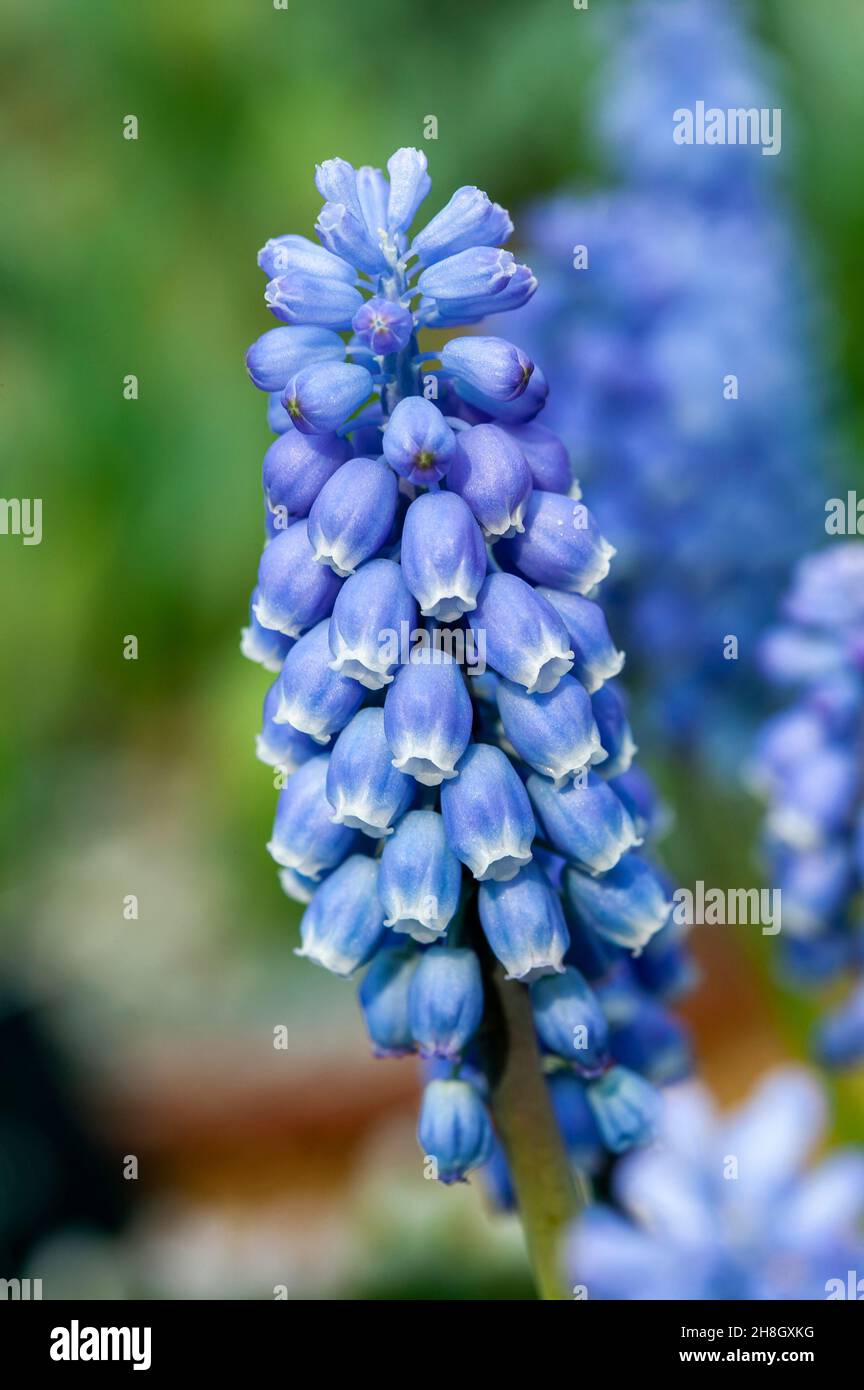 Muscari Cyaneo Violaceum una pianta bulbosa perenne a fiore primaverile con un fiore blu primaverile comunemente noto come giacinto di uva armena, stock pho Foto Stock