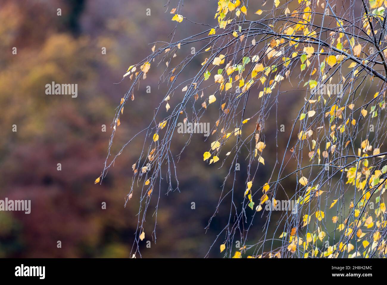 Foglie di betulla in argento autunno in bosco, Galles, Regno Unito Foto Stock