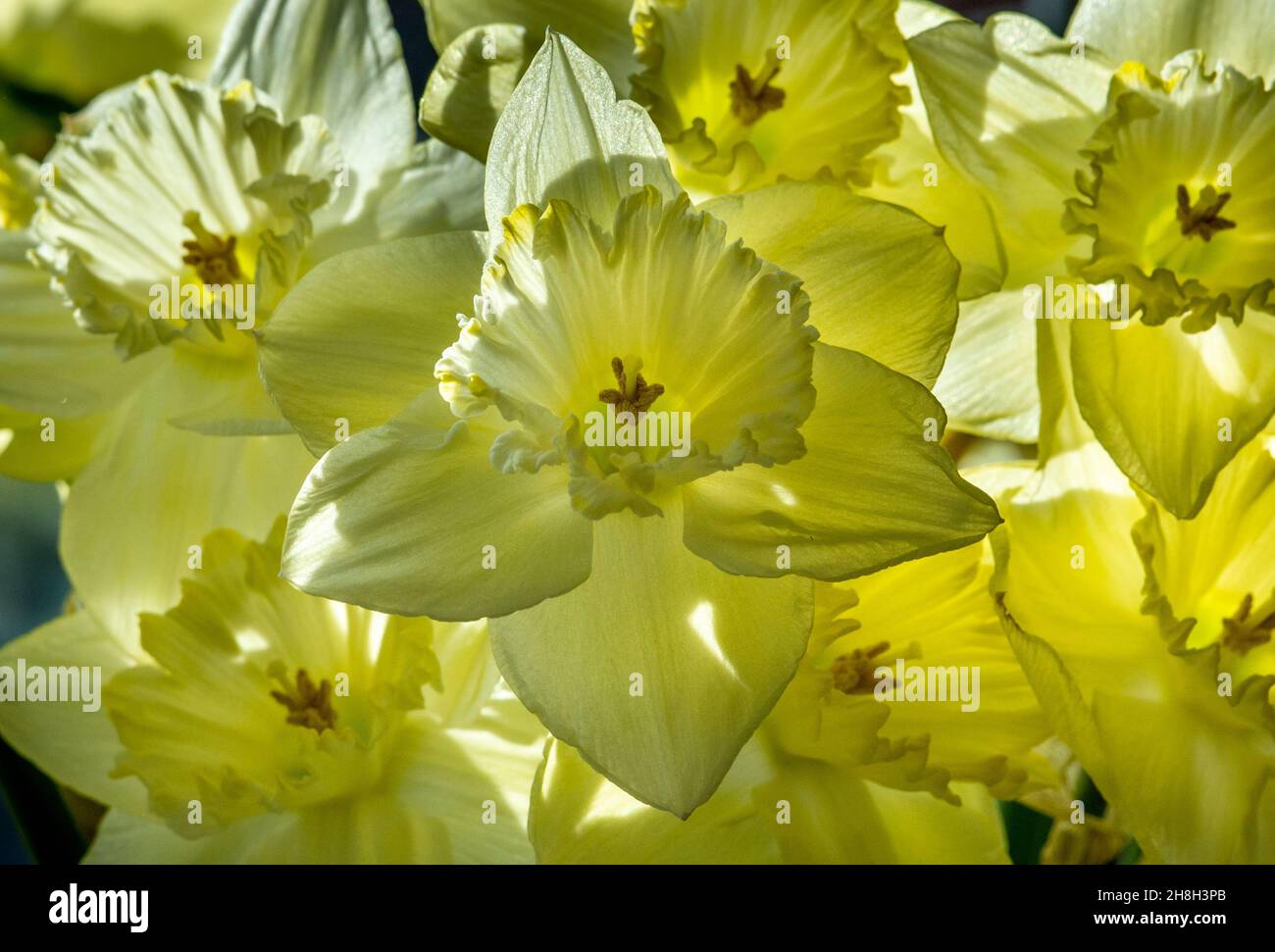 Narcissus è un genere di piante perenni a fiore primaverile, della famiglia amaryllidaceae. Vari nomi comuni, tra cui il daffod Foto Stock