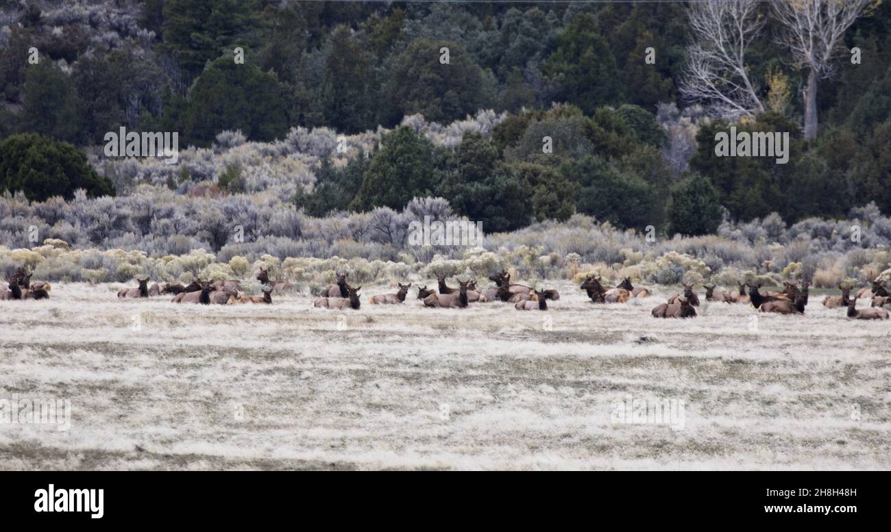 Mandria di alci selvatici che migrano verso altitudini inferiori riposano in campo lungo Old Yellowstone Trails a Gardiner, Montana, vicino all'ingresso nord di Yellowstone Nat Foto Stock