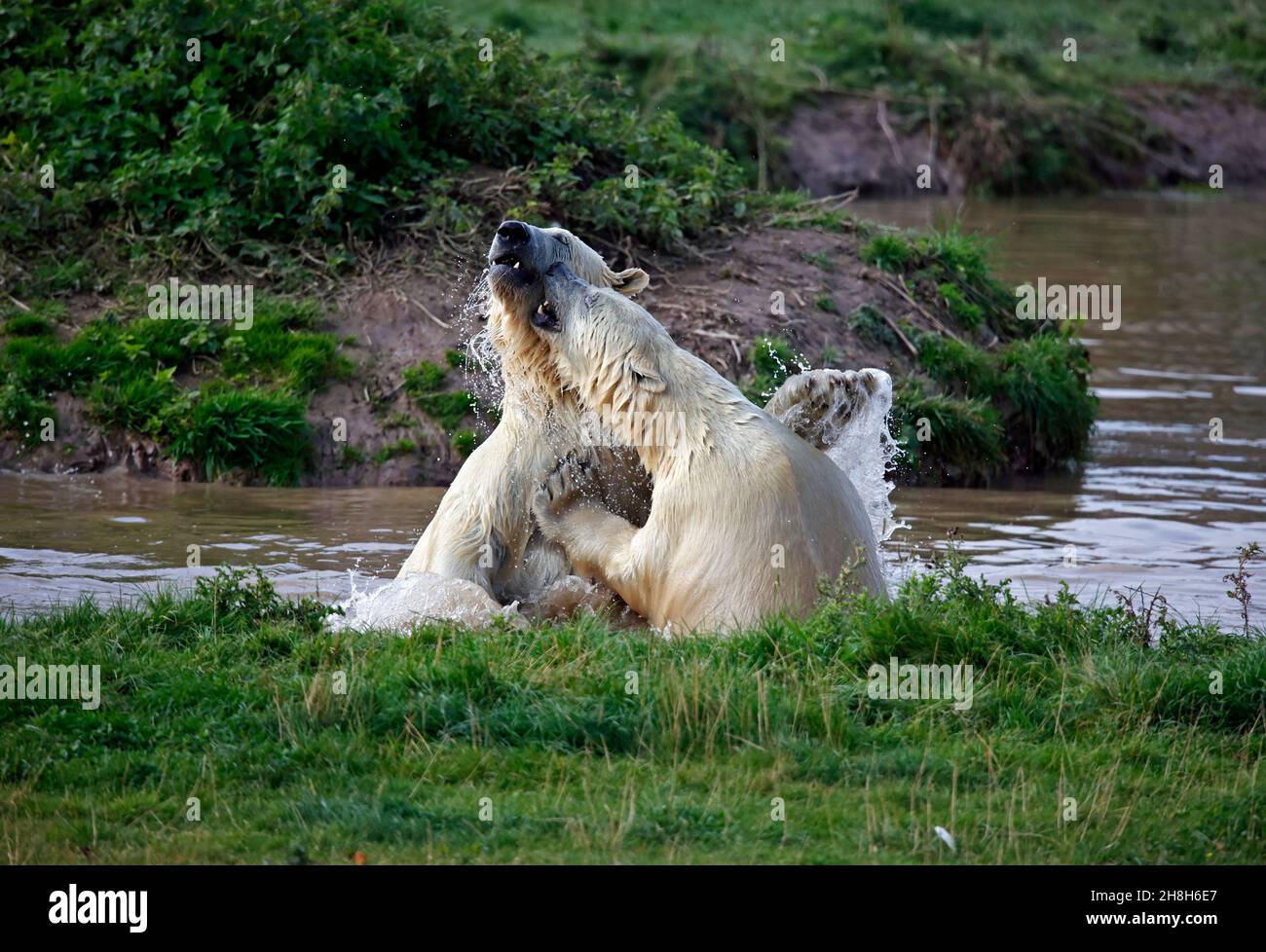 Orsi polari che combattono nel loro lago in un parco naturale Foto Stock