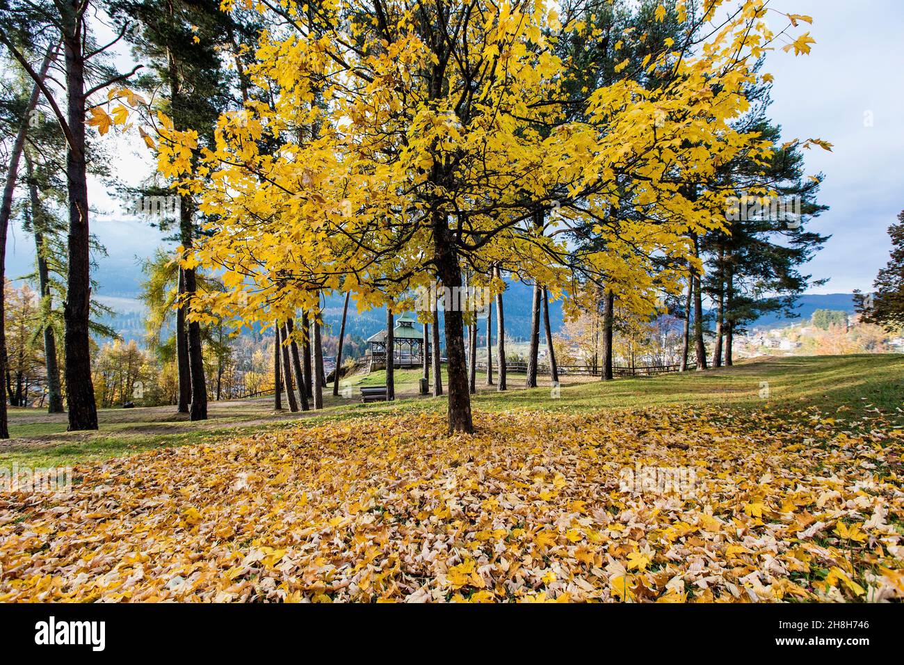 Italia, Trentino Alto Adige, Cavalese, bellissimo sfondo, autunno in un parco con alberi e foglie d'arancia caduta sul terreno Foto © Federico Meneg Foto Stock