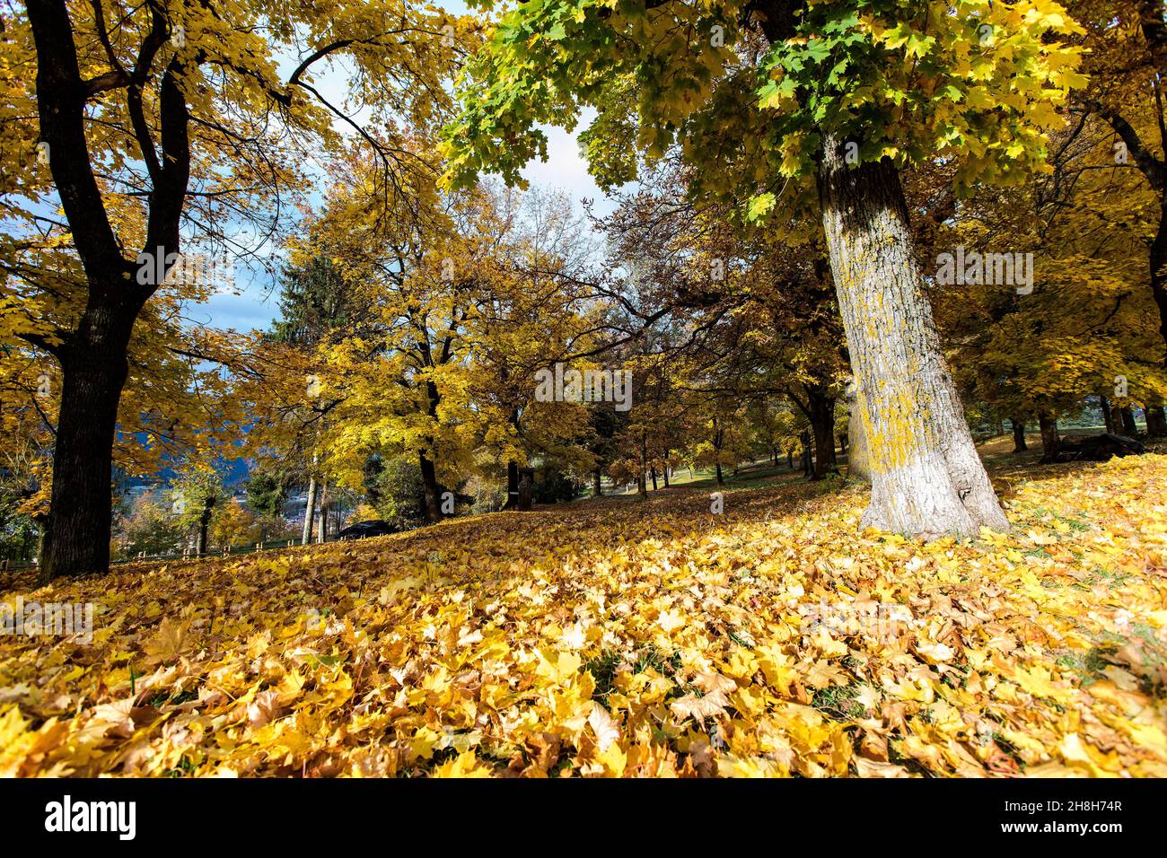 Italia, Trentino Alto Adige, Cavalese, bellissimo sfondo, autunno in un parco con alberi e foglie d'arancia caduta sul terreno Foto © Federico Meneg Foto Stock