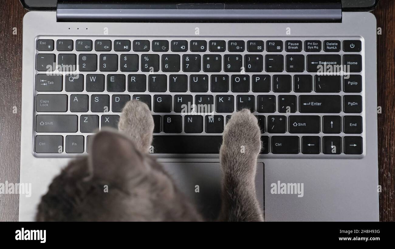 Cat preme i pulsanti sulla tastiera del laptop che distraggono dal lavoro Foto Stock