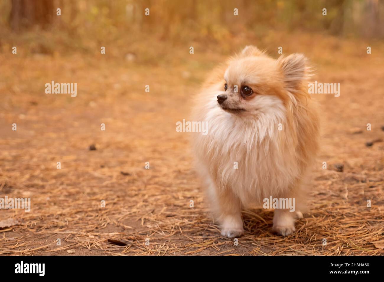 Giovane rosso pomerania mini spitz all'aperto nel parco autunnale Foto Stock