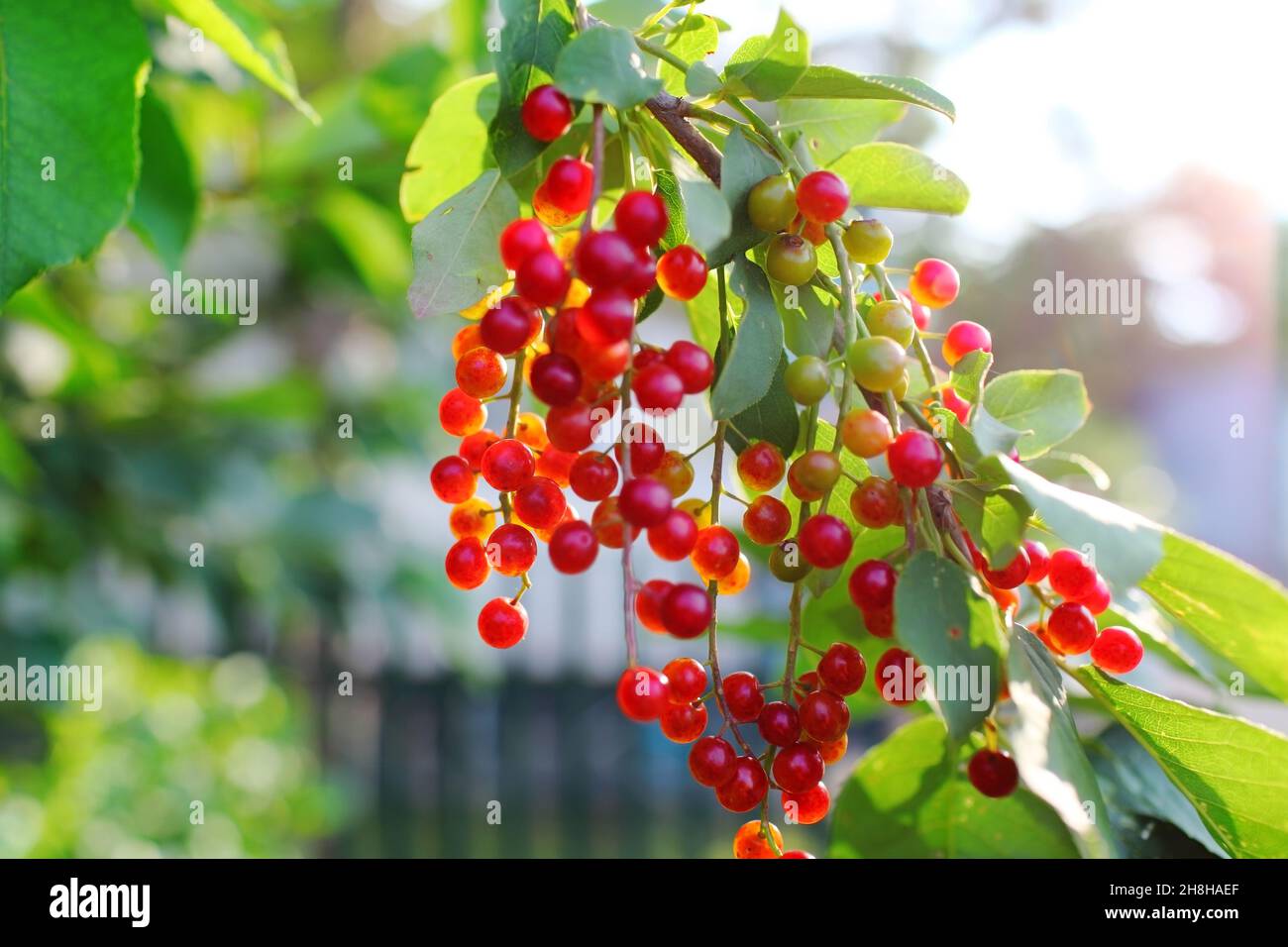 Albero di Birdcherry con mazzo di bacche non mature. Foto Stock