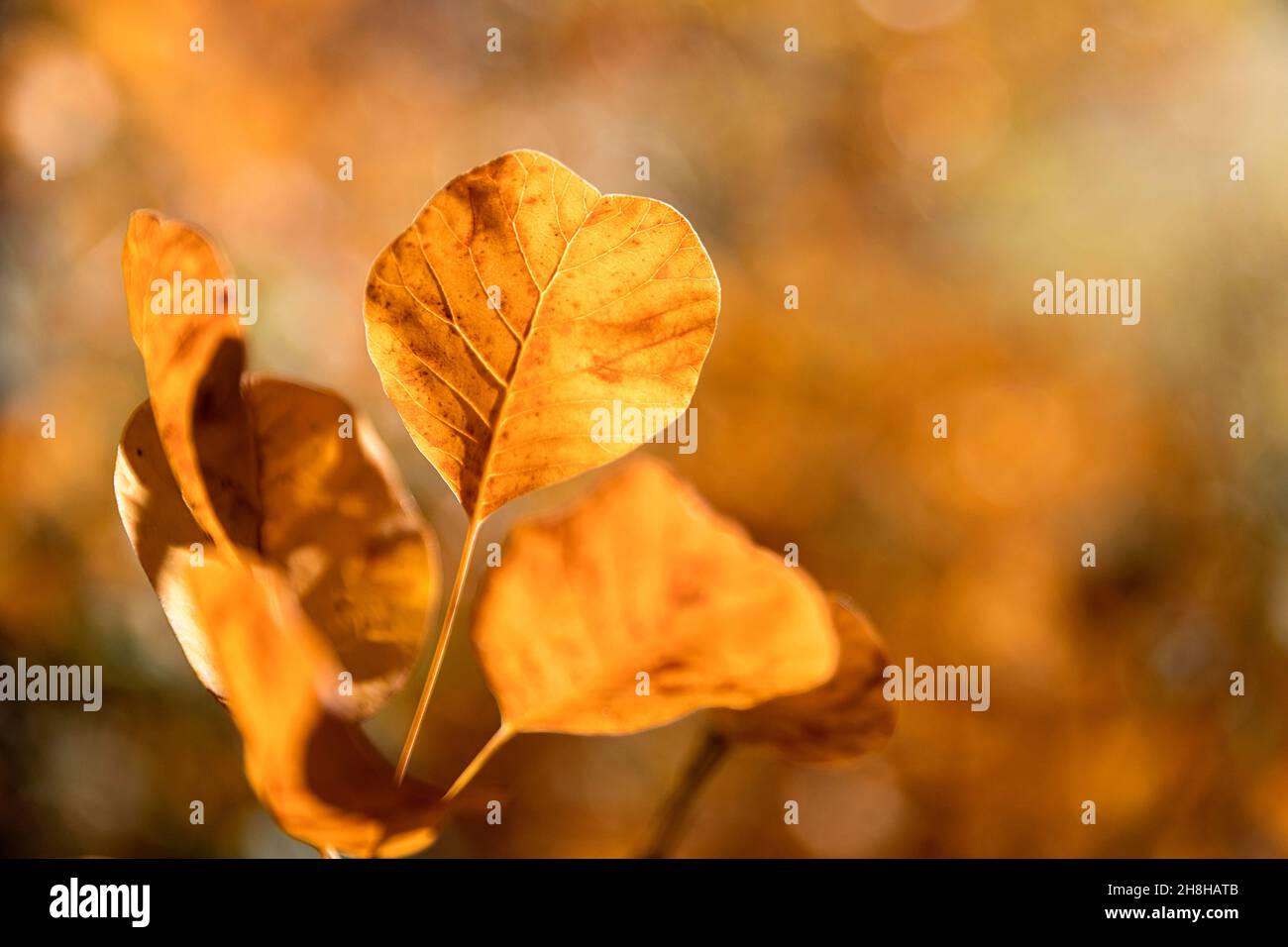 Ultima foglia gialla su un albero, fuoco selettivo, sfondo naturale. foglie d'autunno dorate aggrappate agli alberi Foto Stock