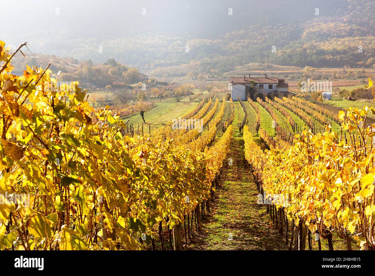 Vigneto a Hrastovlje in autunno, Slovenia Foto Stock