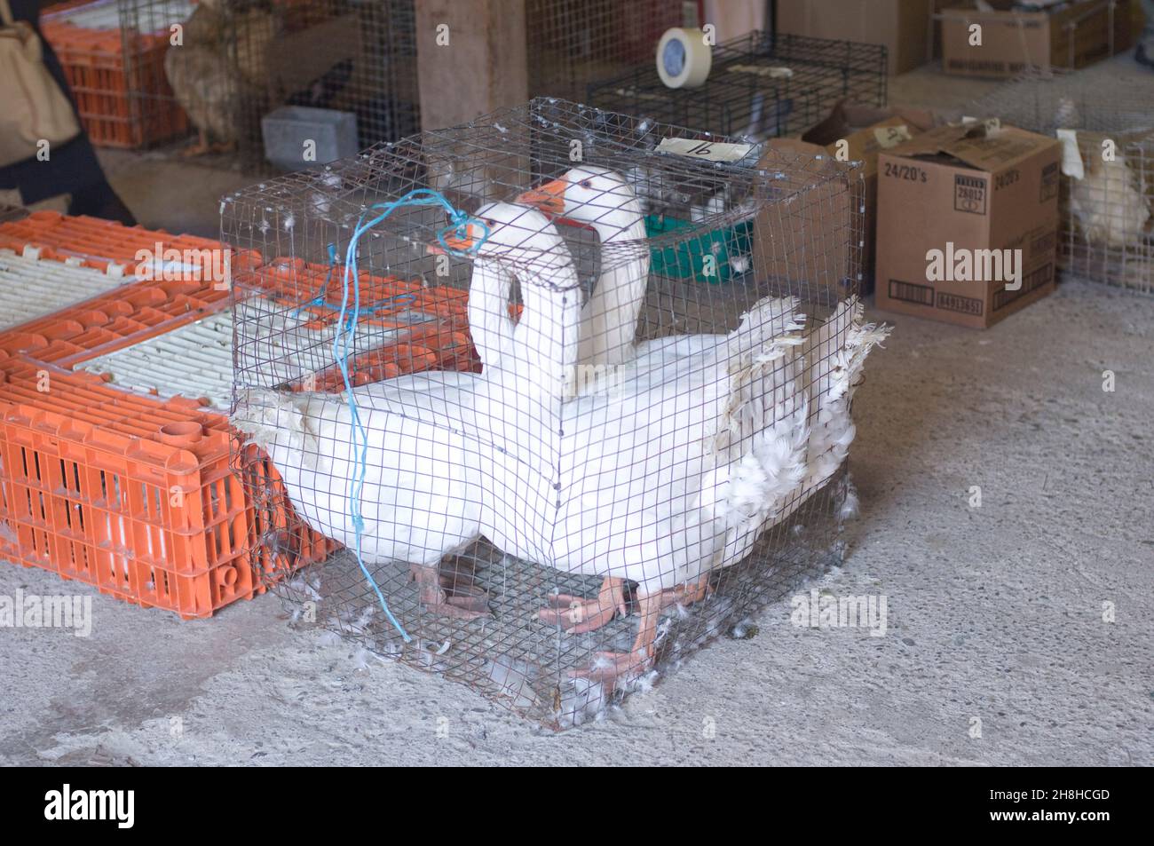 Keady Market Ontario Canada Foto Stock