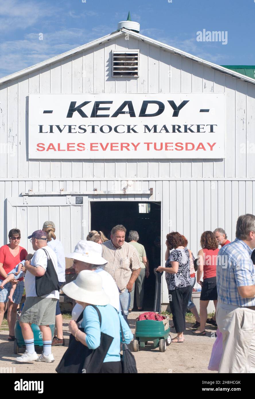Keady mercato del bestiame in Ontario Canada Foto Stock