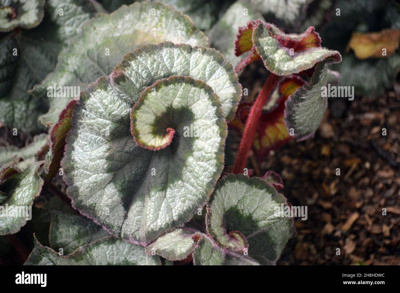 Spiralatura verde chiaro/scuro Begonia 'Escargot' (Rex Begonia) foglie cresciute nei confini di Newby Hall & Gardens, Ripon, North Yorkshire, Regno Unito. Foto Stock